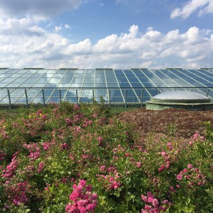 Roof garden at the steam punk copper green library overlooking the Vistula